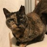 半分チャンネルの専属キャラクターの半分ちゃんです(=^x^=)
