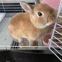 ネザーランドドワーフ