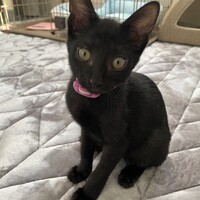 あんこ