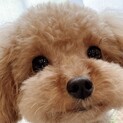 2キロの小柄なトイプードル オス 2歳 