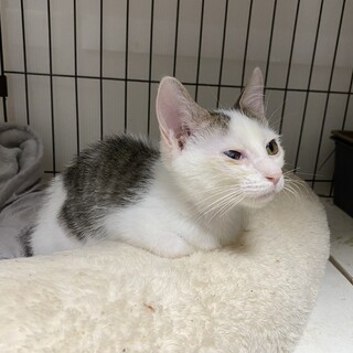 人懐っこいやんちゃボーイ☆トム