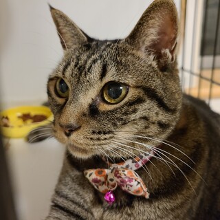 ひとりっこ希望のらんらんちゃん