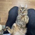 ✩3本足の甘えん坊ク〜ちゃん✩