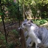 まえださくらこ