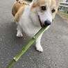 の写真