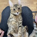 ✩美猫ﾏﾏそっくりの美仔猫ﾊﾟﾅｯﾌﾟ✩