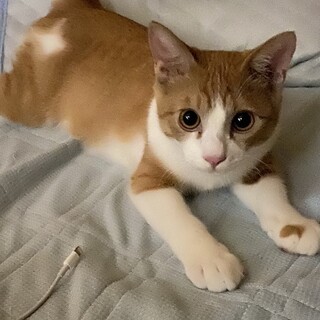 元気百倍！ヤンチャだけど甘えん坊。福太郎くん