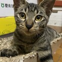 甘えたサバトラ君