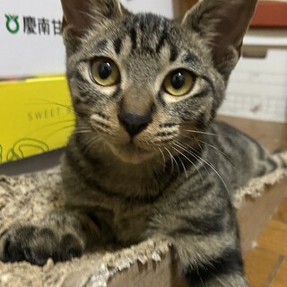 甘えたサバトラ君