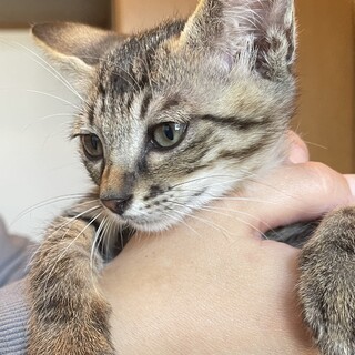 テト君とても甘えん坊で人懐こい男の子