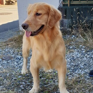 ゴールデンレトリバーの女の子