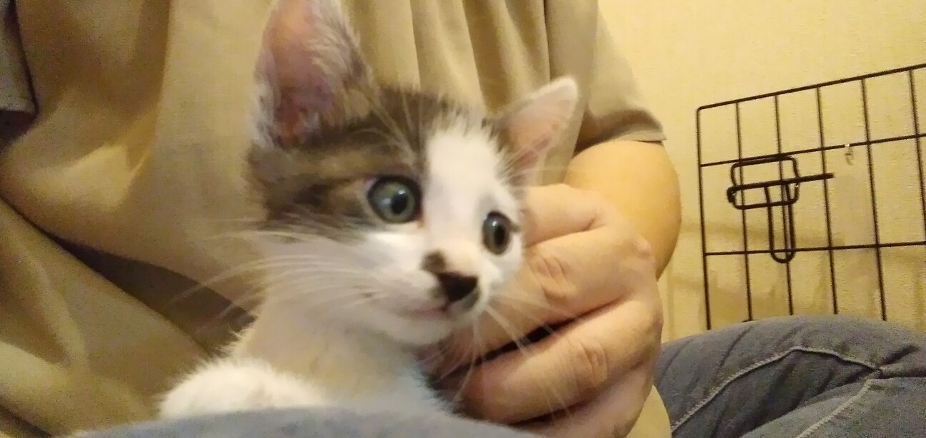 人馴れ抜群 鼻チューの得 愛知県 猫の里親募集 ペットのおうち 月間利用者150万人