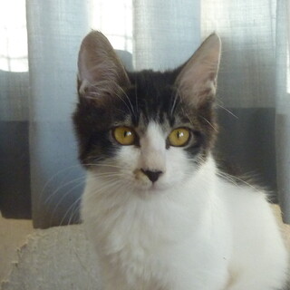 白キジの女の子