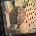ダイヤモンドバックテラピン　オス　