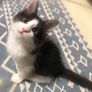 ふわふわハチワレ男の子☆かつぶし