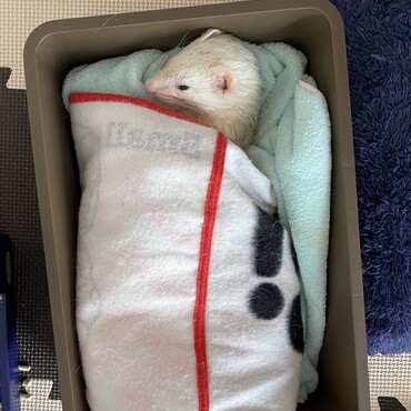 ちゃんと自分で敷布団と掛け布団にしちゅうの可愛すぎ