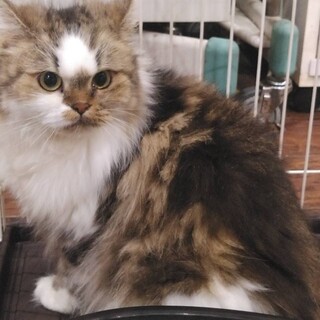 マンチカンのモンちゃん