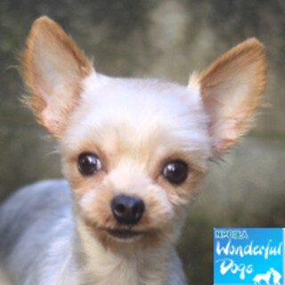 「チワ」ヨーキー♀