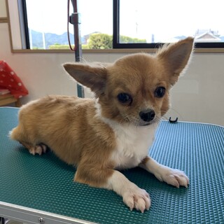チワワ の女の子！