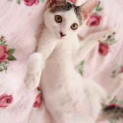 ねこチュー第12回猫の譲渡会 サムネイル2