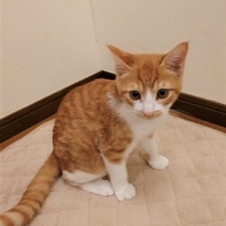 ねこチュー第12回猫の譲渡会 サムネイル3