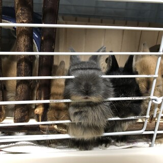 【募集中止】ネザーランドドワーフの赤ちゃん募集