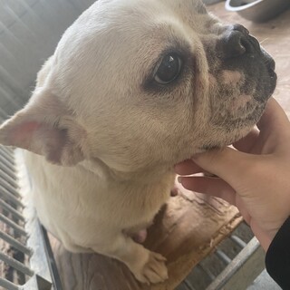 急募！5歳の女の子フレンチブルドッグ