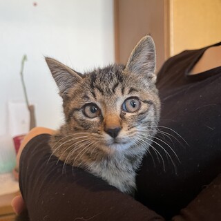 可愛いキジトラのあられちゃん