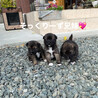 かわいい♡生後1ヶ月雑種のオス「ころちゃん」 サムネイル7