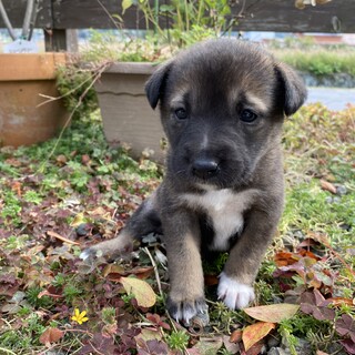 かわいい♡生後1ヶ月雑種のメス「りんちゃん」