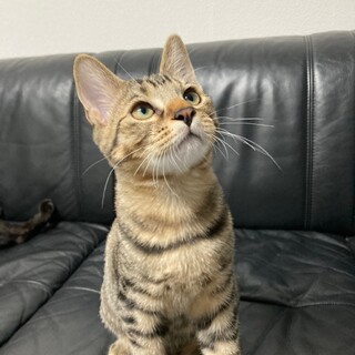 ディズニー兄妹　シャイボーイの　シンバ♂