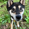 風太くん　やんちゃな柴犬3歳