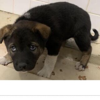 里親決定しました。