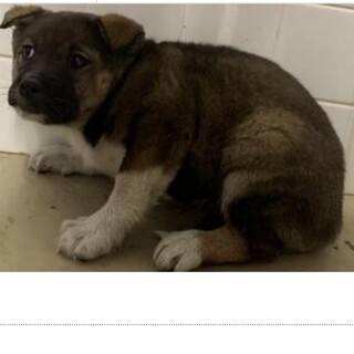 里親決定しました。