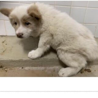 里親決定しました。