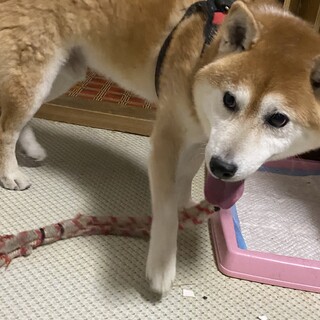 大至急募集中！