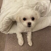 ちゃおず