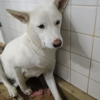 譲渡されました。