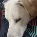 ラブラドールミックス