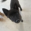 【小平市】甲斐犬×スピッツミックスの子犬！募集停止