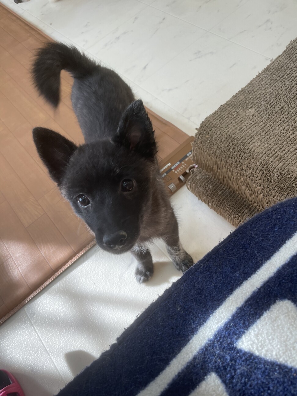 小平市 甲斐犬 スピッ 東京都 犬の里親募集 3905 ペットのおうち 月間利用者150万人 小平市 甲斐犬 スピッ 東京都 犬の里親募集 3905 ペットのおうち 月間利用者150万人