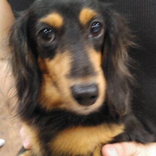 ダックスのムギちゃん