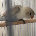白ボタン。一旦停止致します。