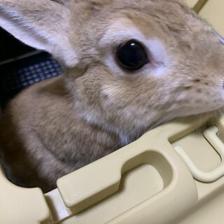 急遽里親募集中！