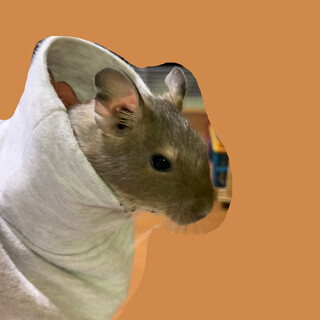 人懐こいデグーの男の子です！