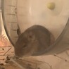 人懐こいデグーの男の子です！ サムネイル3