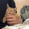 急募　約2ヶ月の茶トラ君です！ サムネイル3