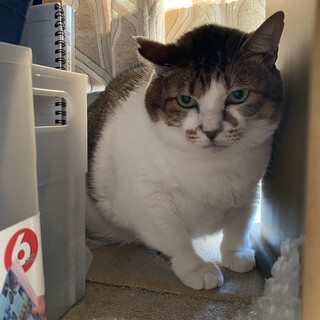 家族決定☆とても大きなキジ白の男の子のび君の