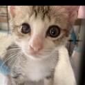 超かまってちゃん抱っこ大好き甘えん坊ちゃん