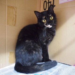 さびねこ　まゆちゃん　里親さん募集中